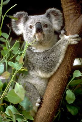 Коала-1
