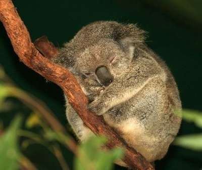 Коала-7