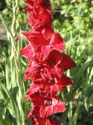 Цветы-32