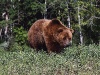 Медведи-16
