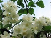 Цветы-37