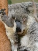 Коала-0