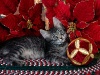 Новогодние обои на рабочий стол. Новый год-1