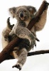 Коала-2