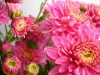 Цветы-3